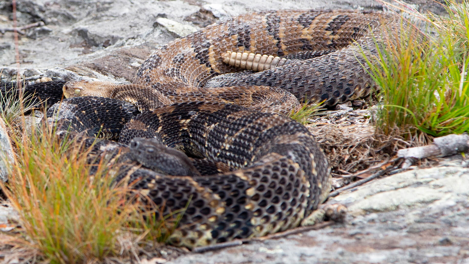 Timber Rattlesnake