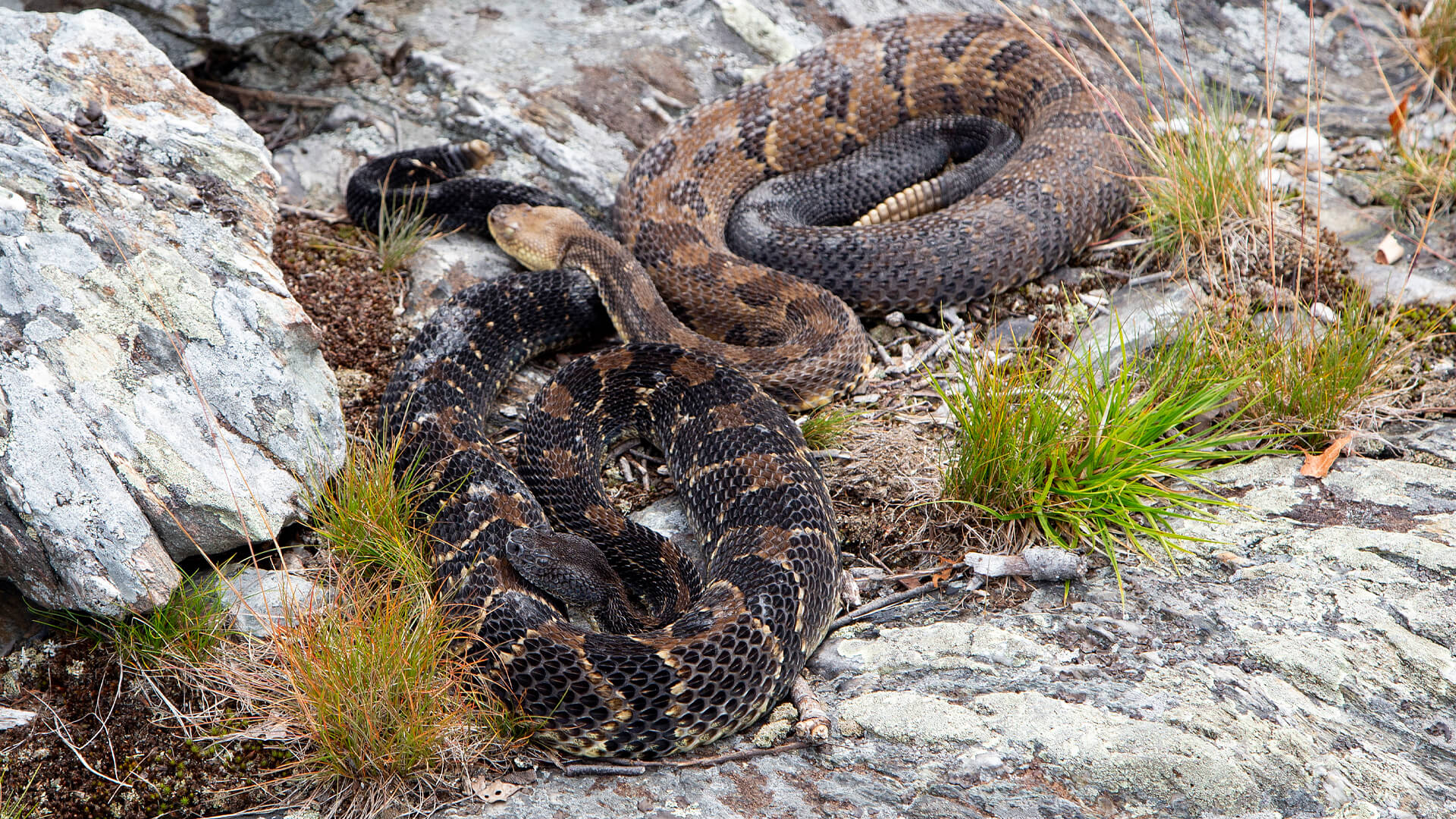 Timber Rattlesnake