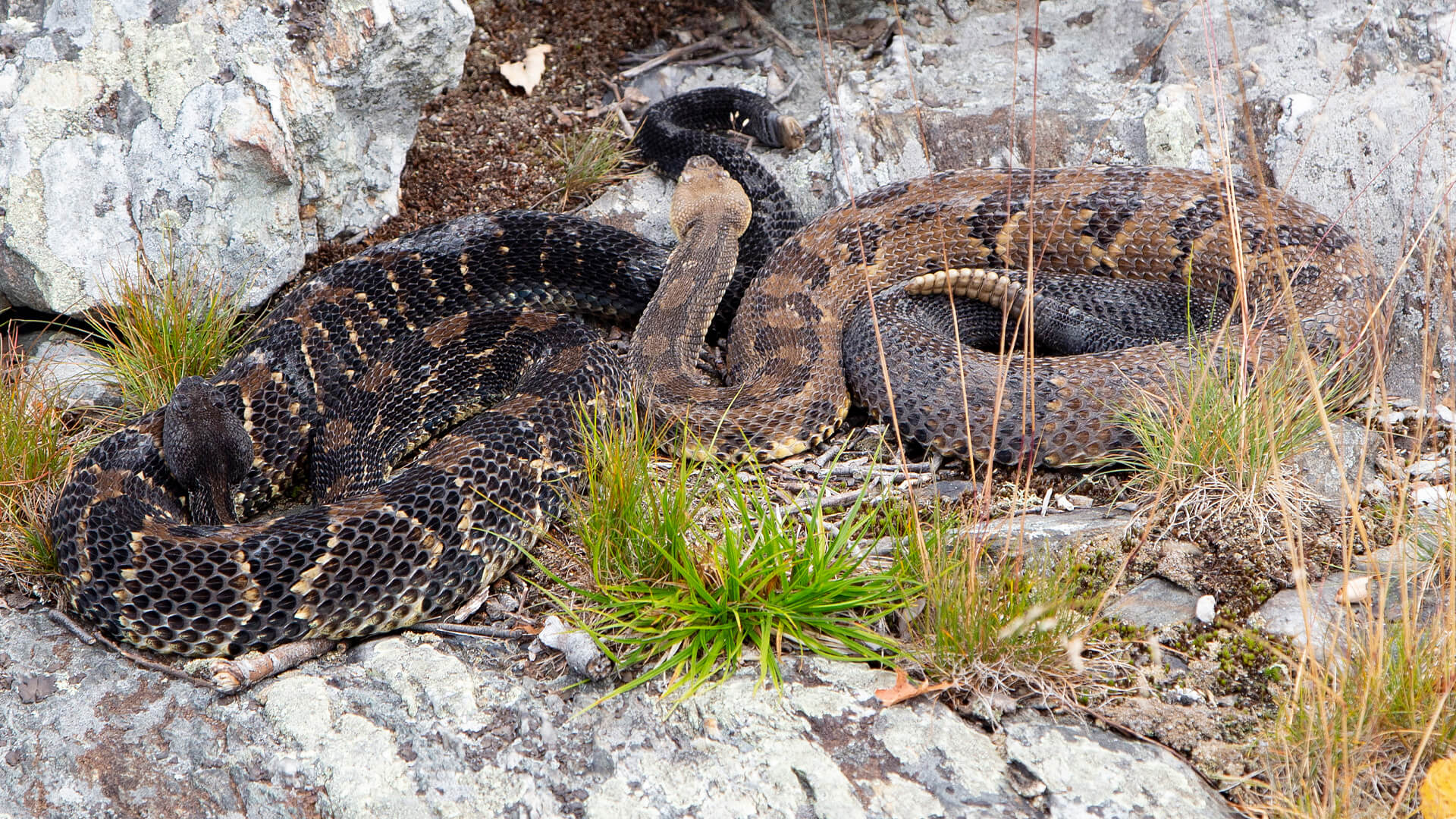 Timber Rattlesnake
