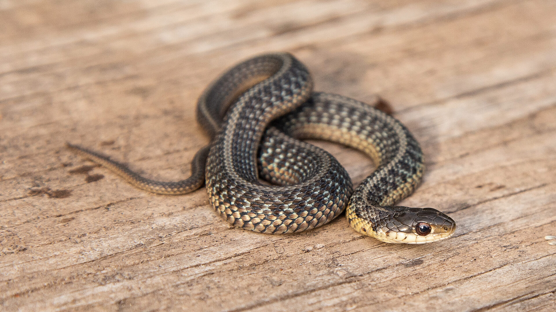Eastern Garter Snake