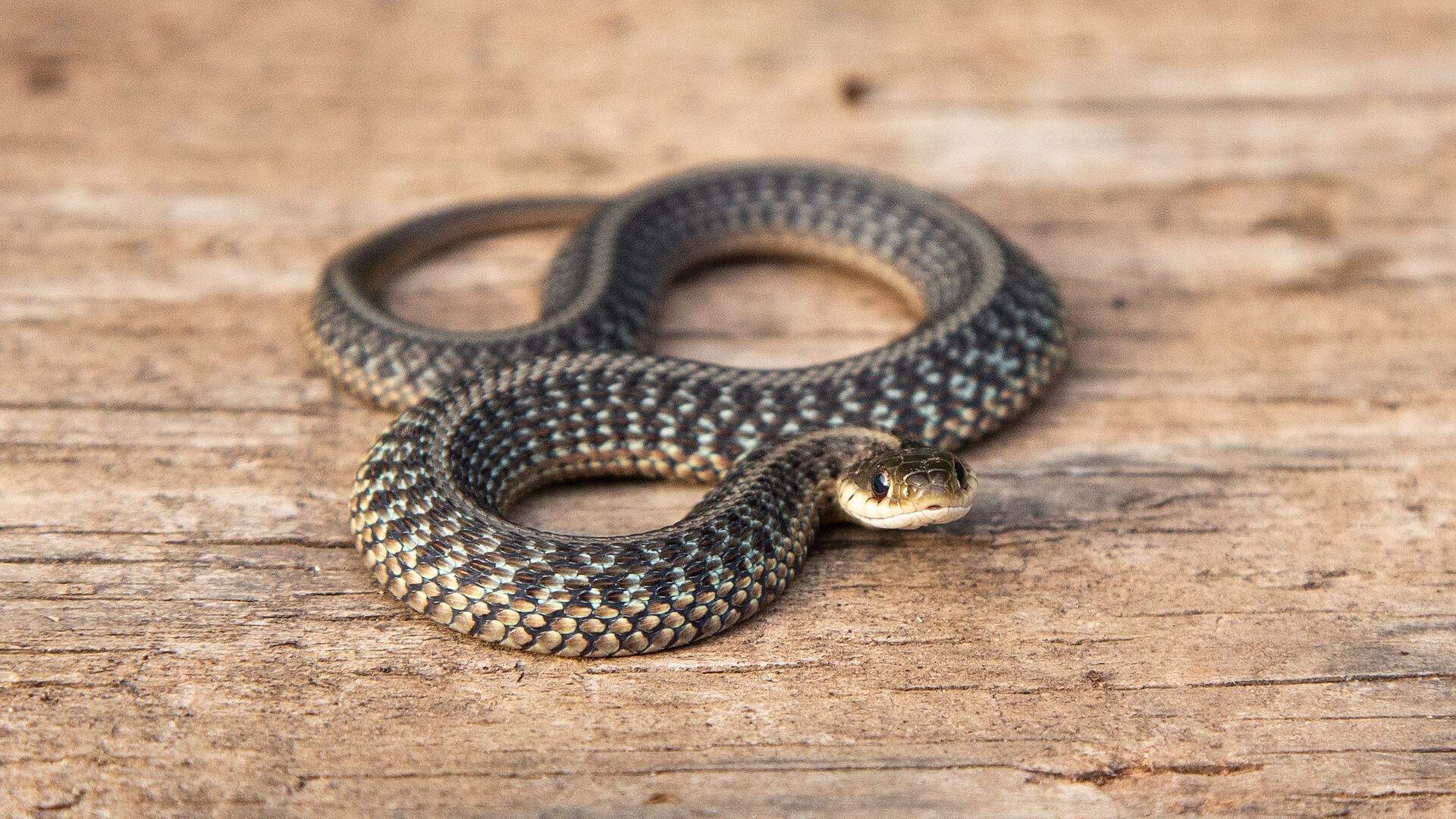 Eastern Garter Snake
