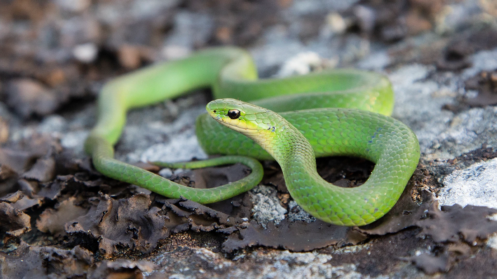 Smooth Green Snake