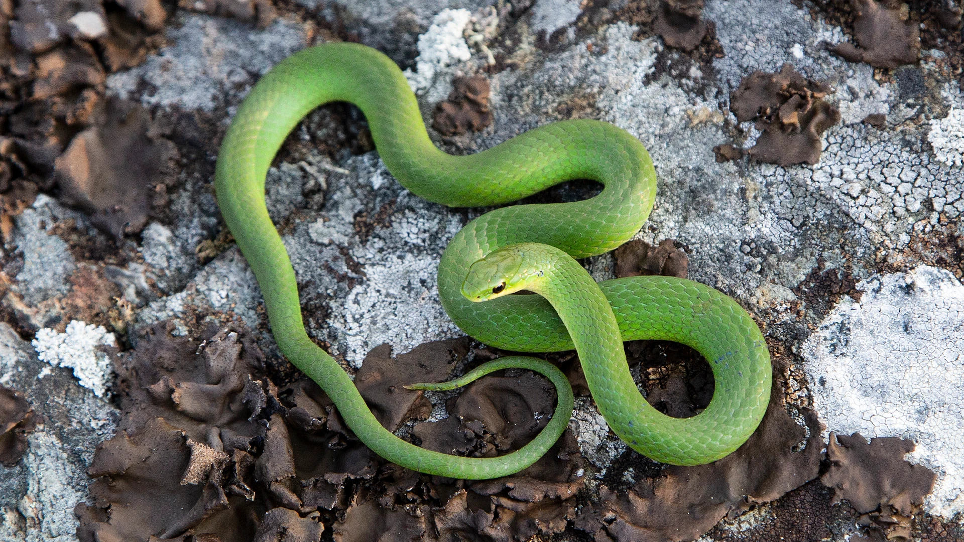 Smooth Green Snake
