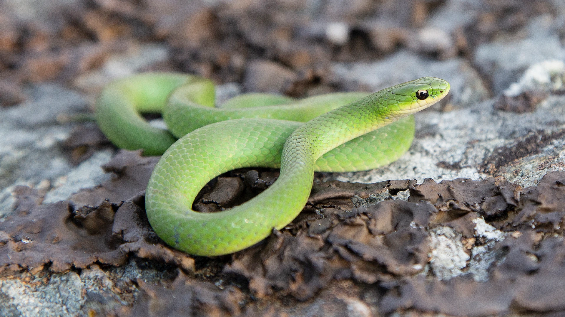 Smooth Green Snake
