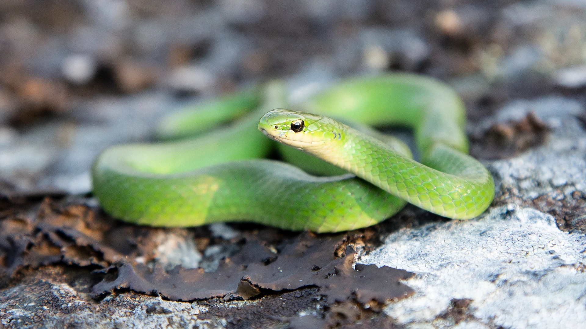 Smooth Green Snake