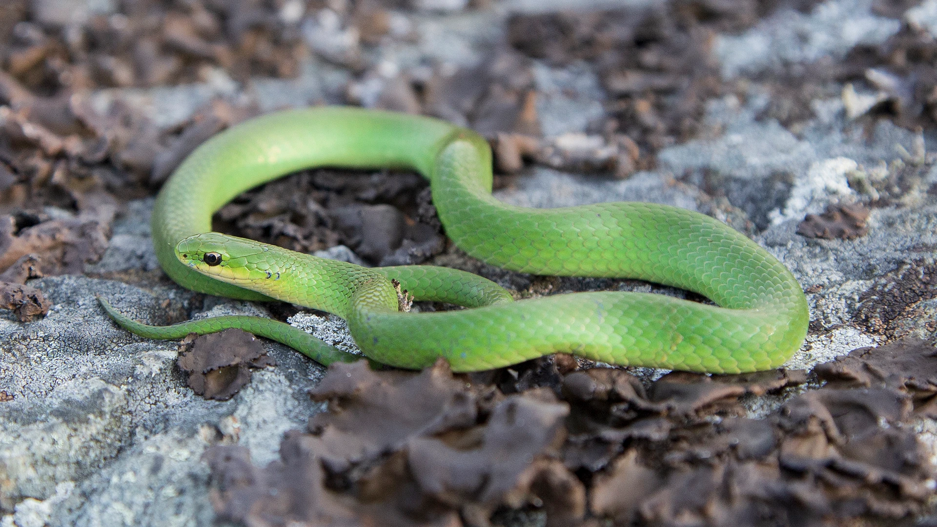 Smooth Green Snake
