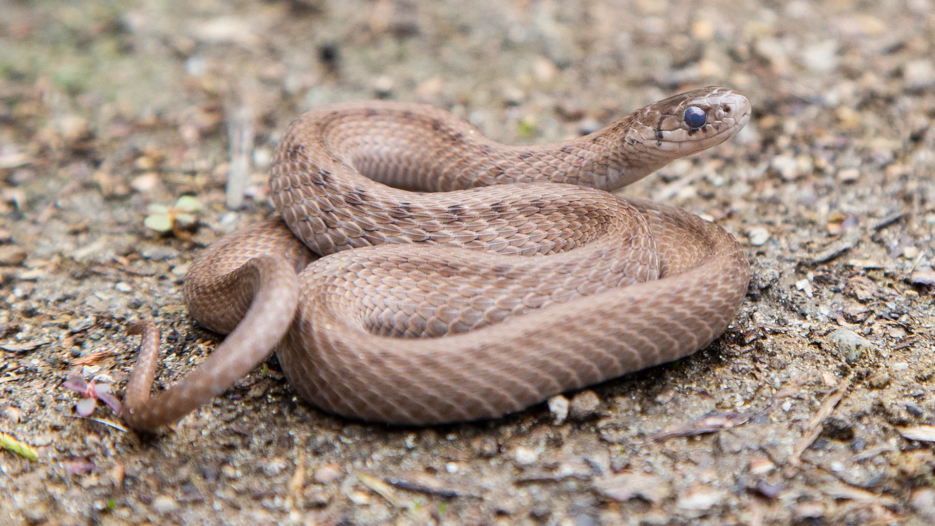 Northern Brown Snake
