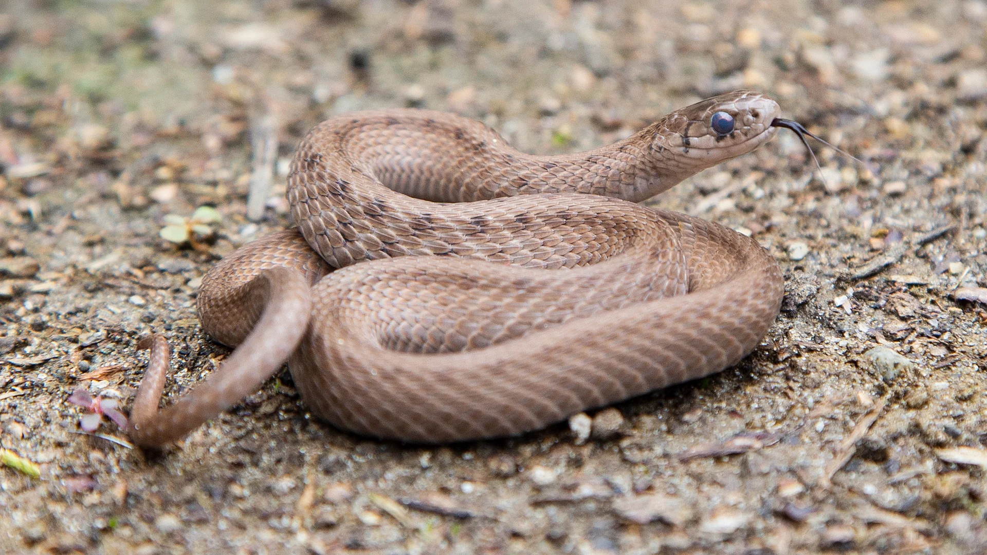 Northern Brown Snake