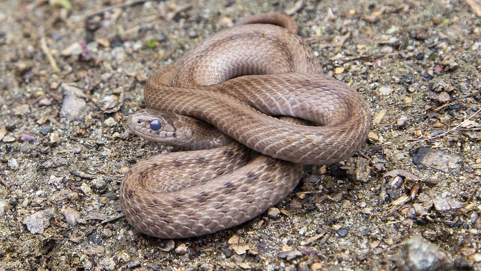 Northern Brown Snake