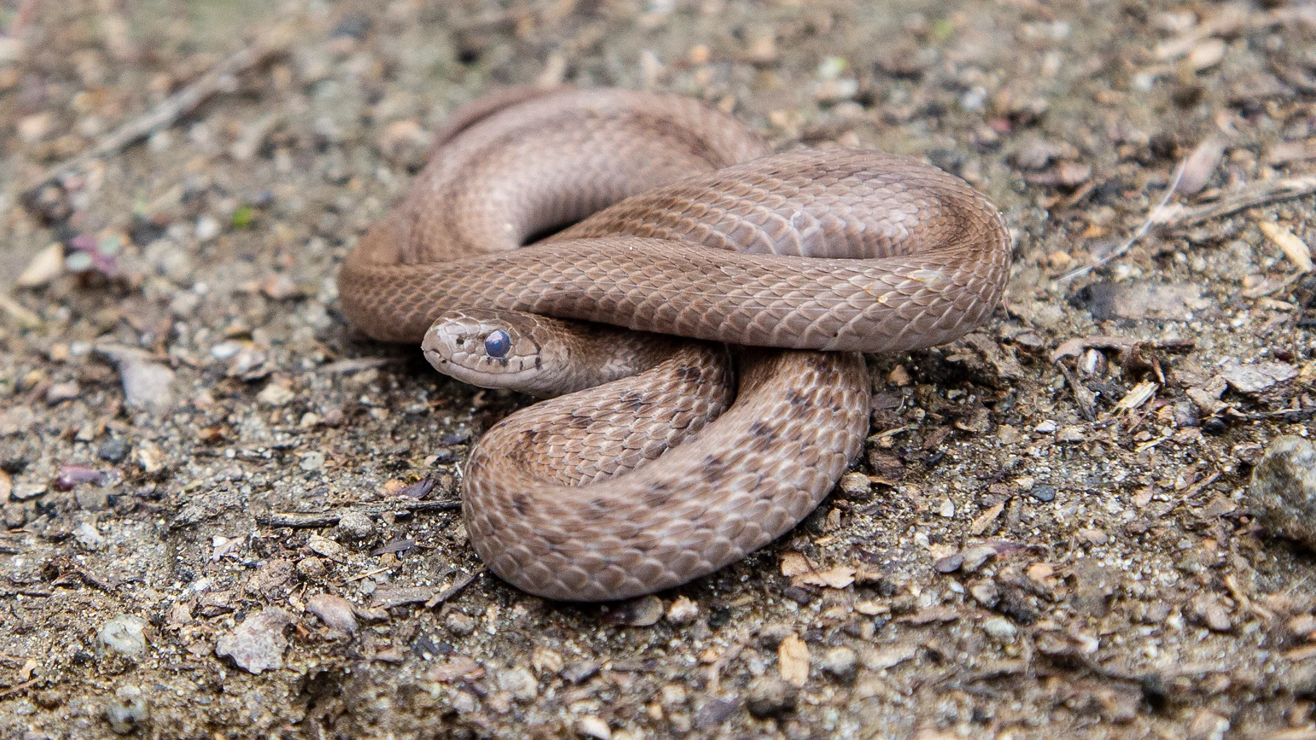Northern Brown Snake