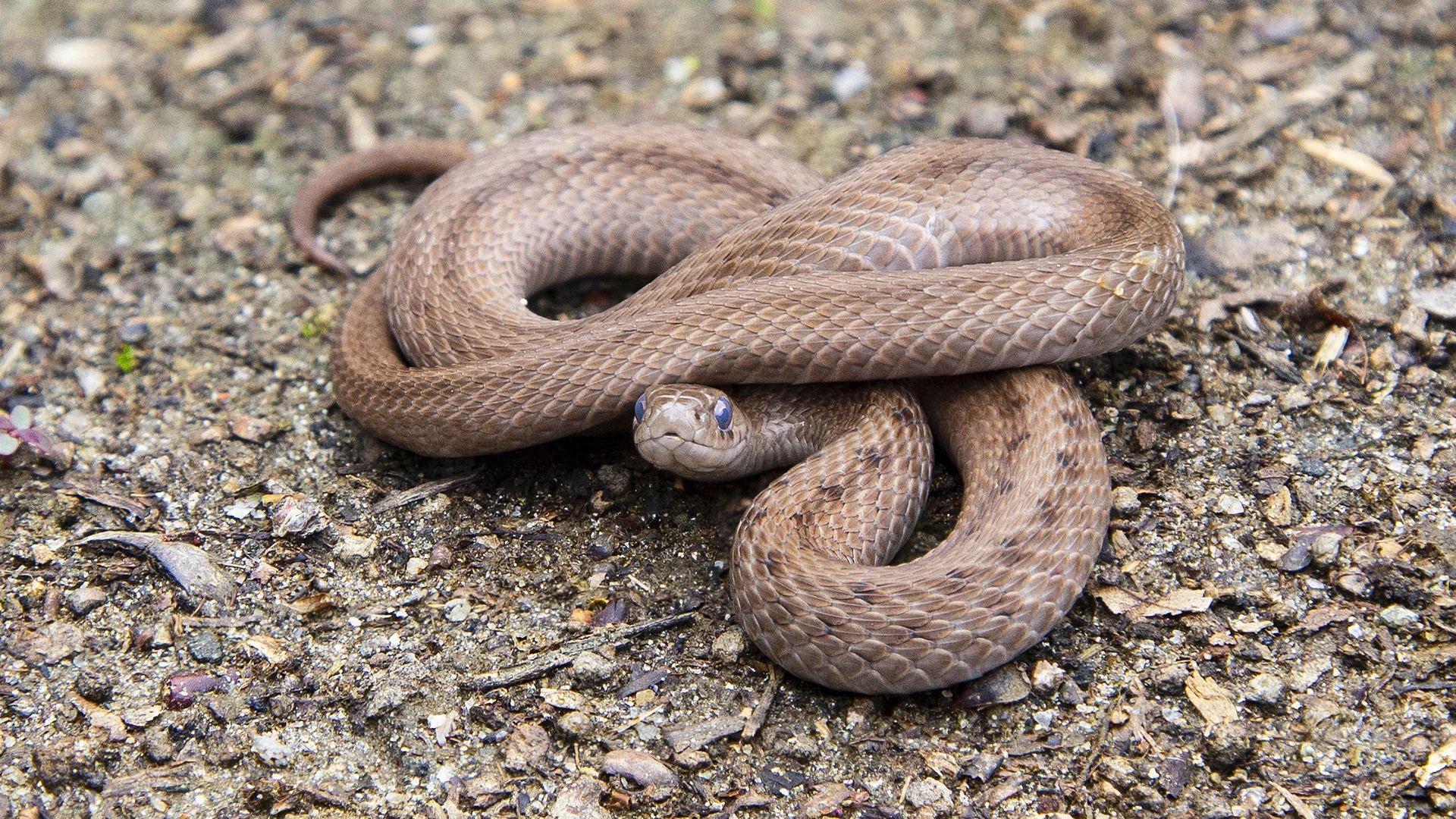 Northern Brown Snake