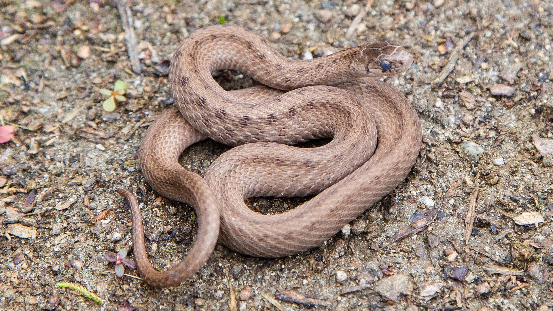 Northern Brown Snake