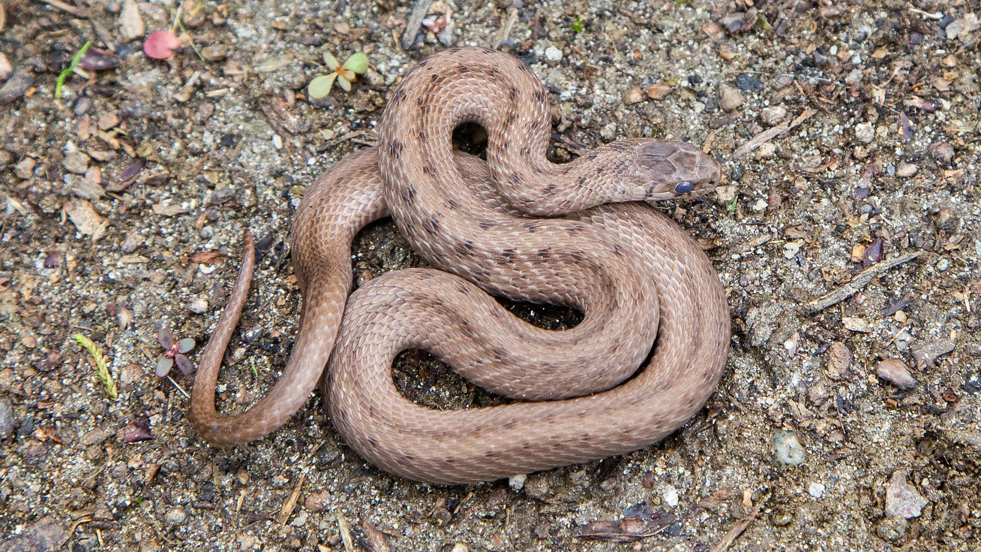 Northern Brown Snake
