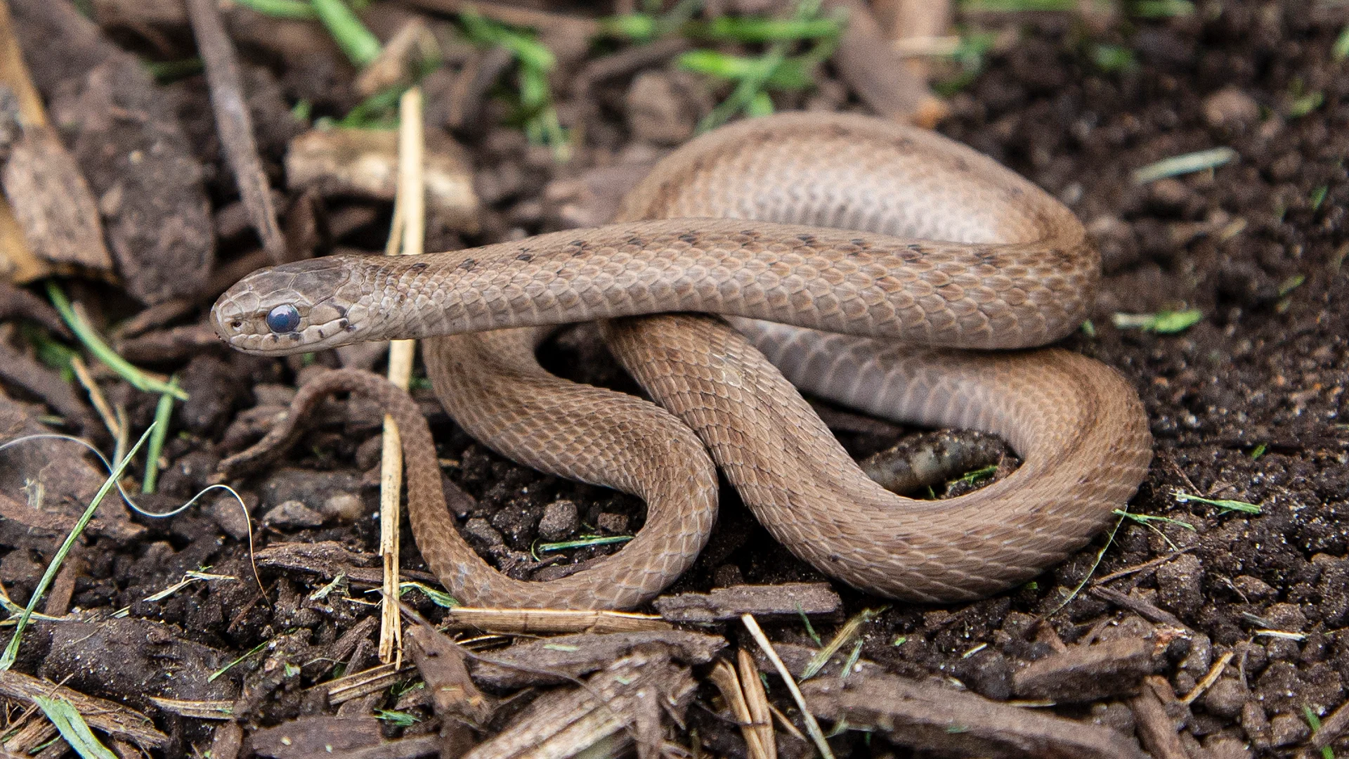 Northern Brown Snake