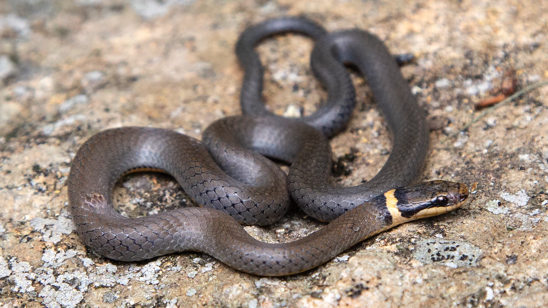 Northern Ringneck Snake