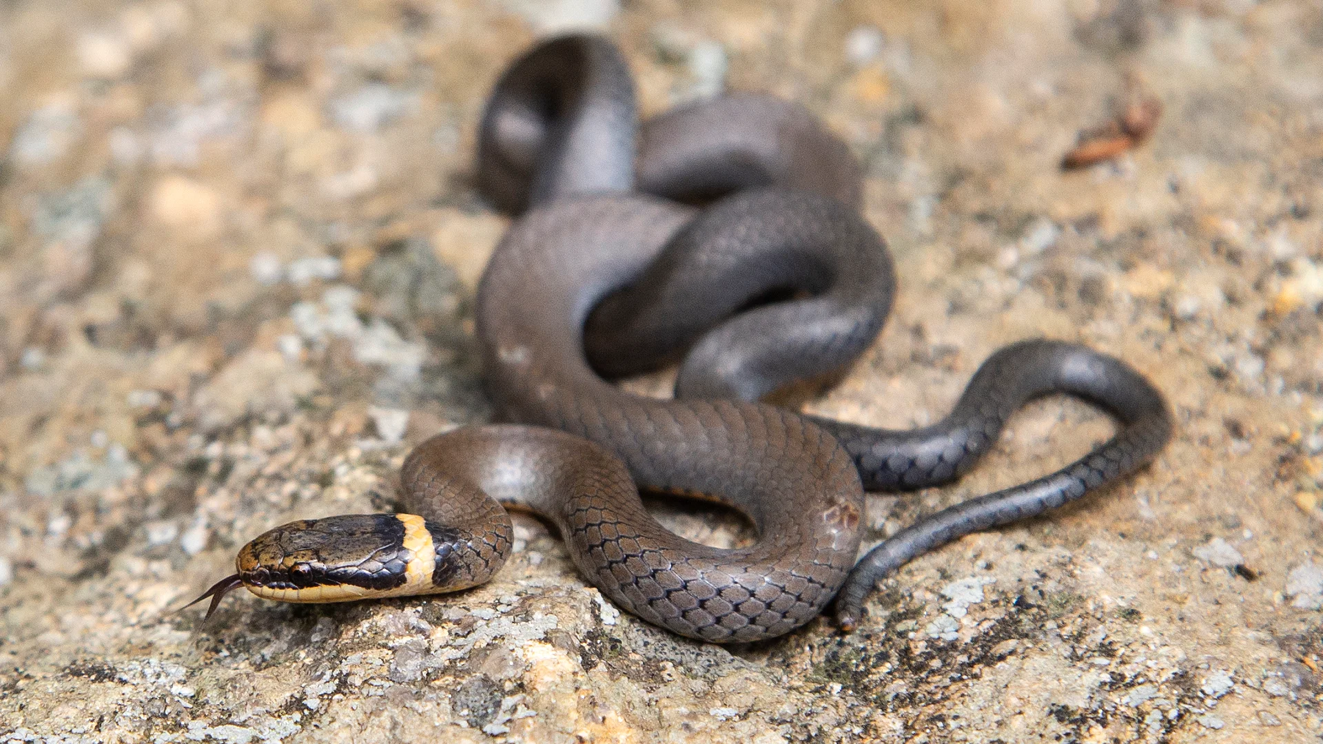 Northern Ringneck Snake