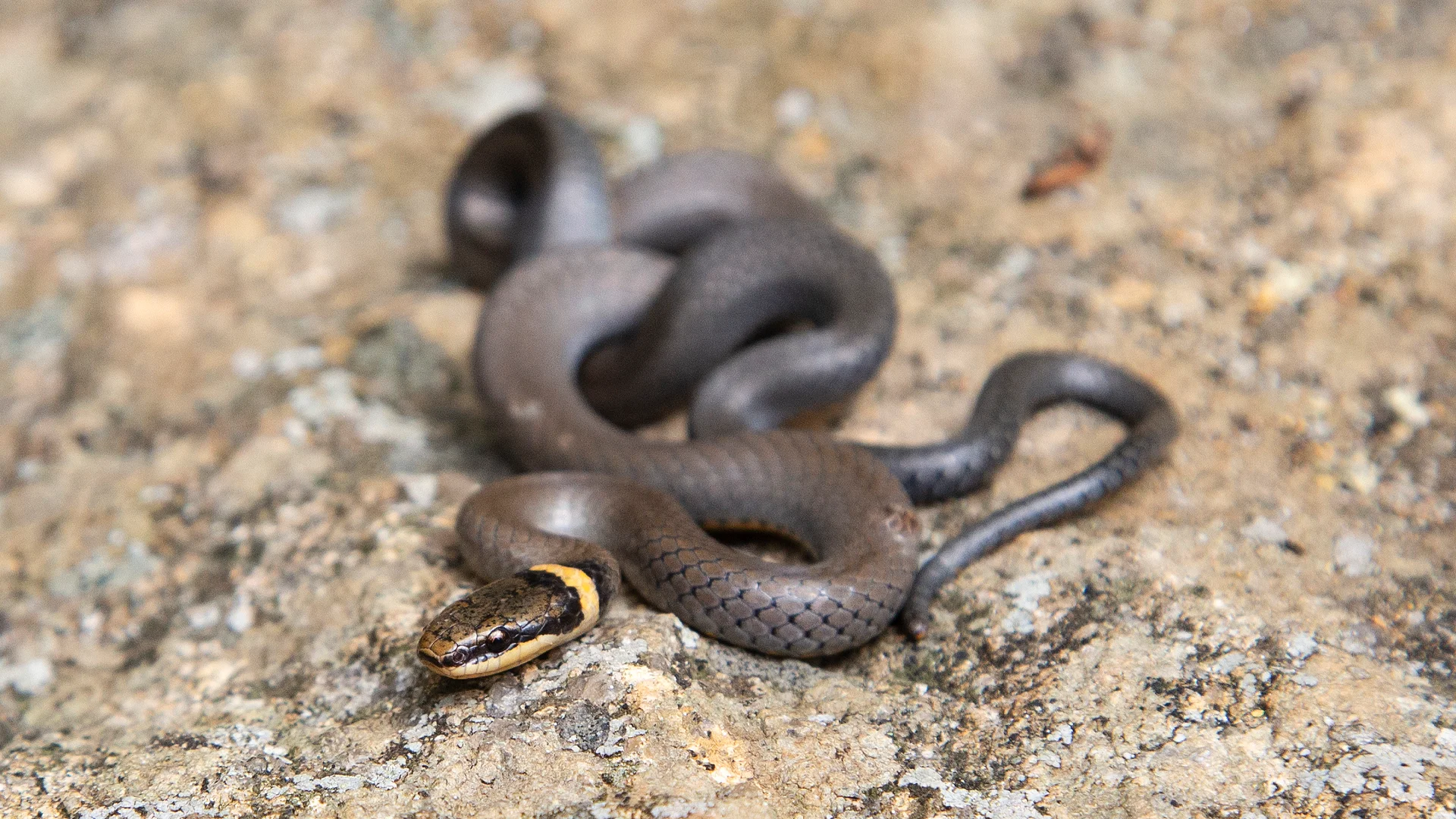 Northern Ringneck Snake