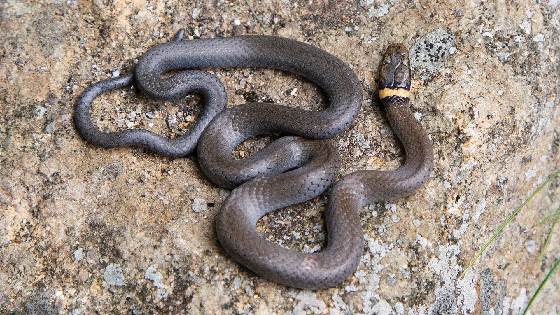 Northern Ringneck Snake