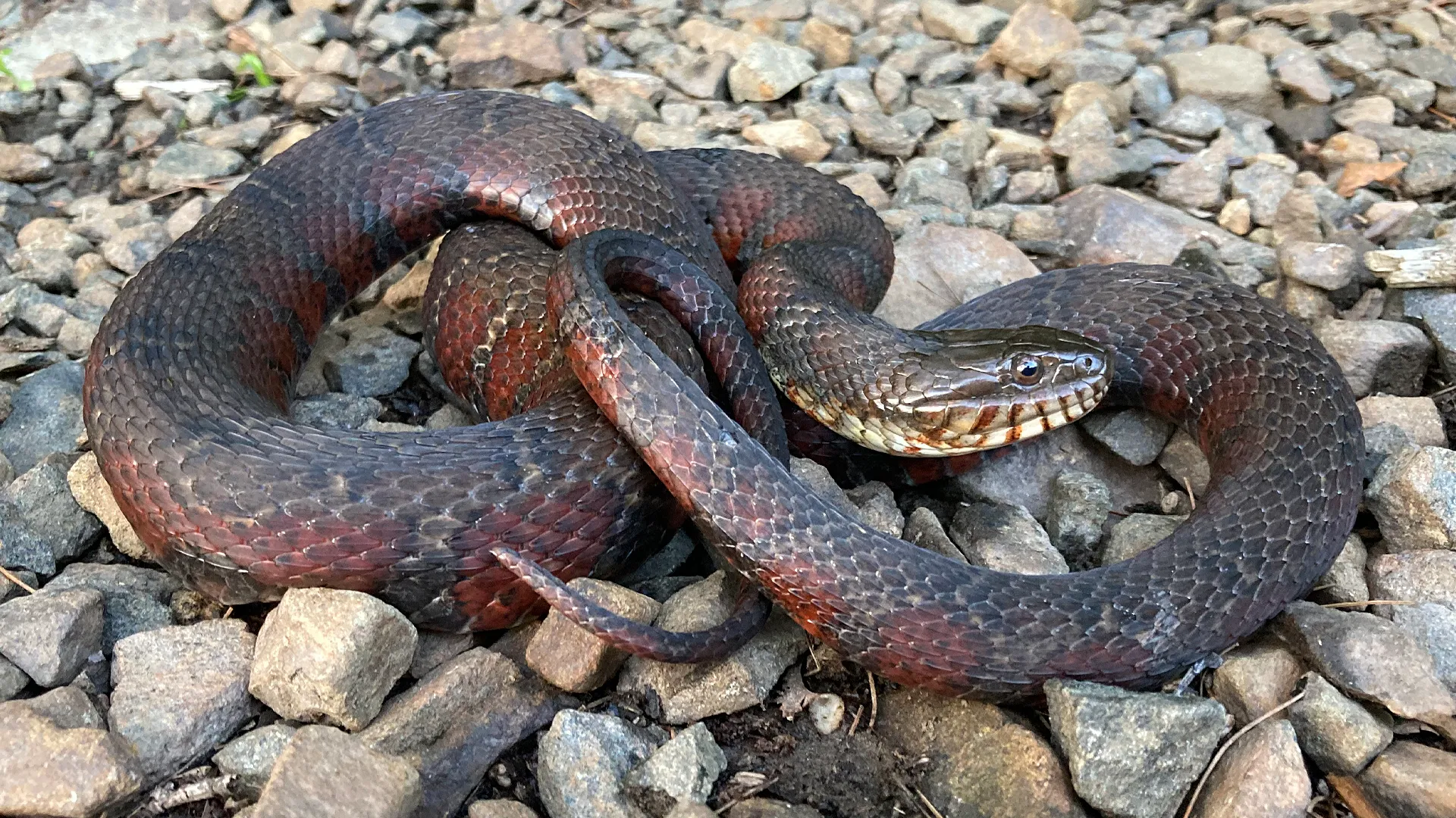 Northern Watersnake