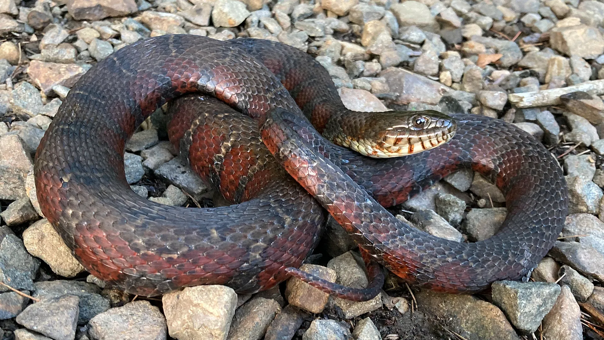 Northern Watersnake