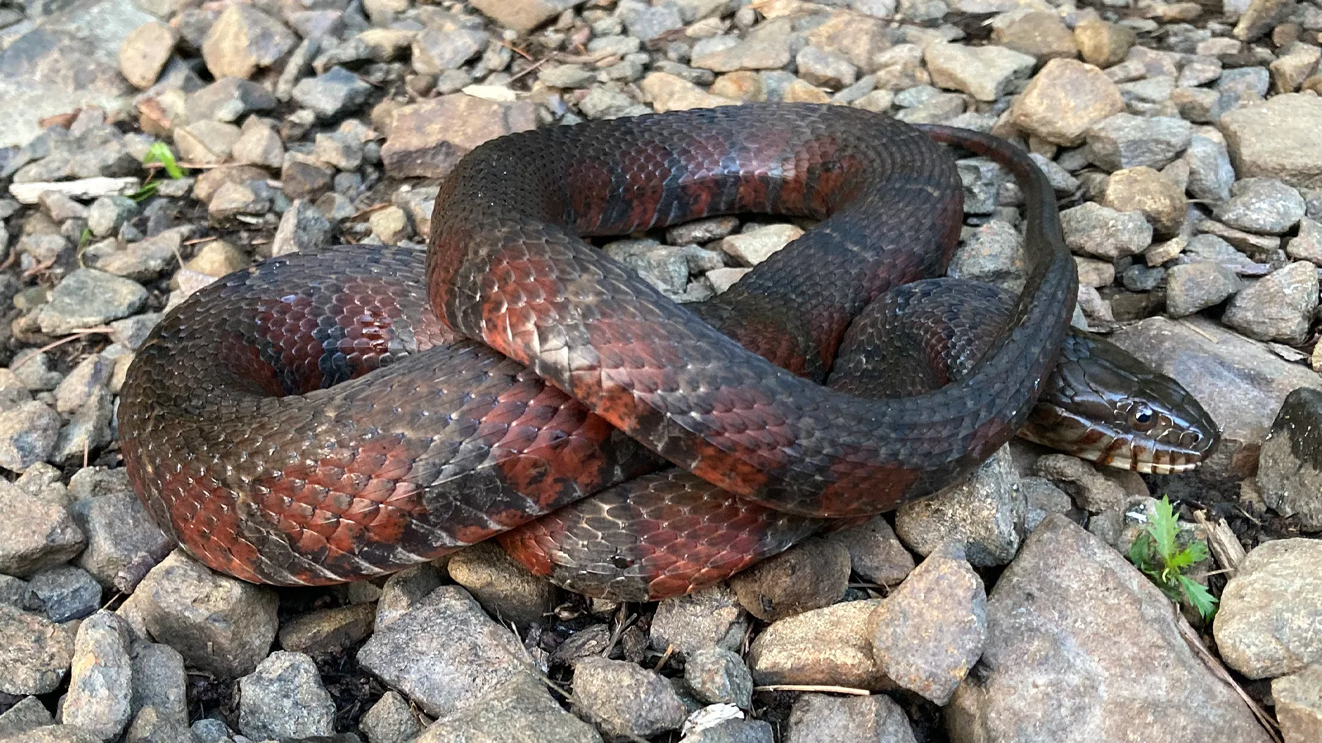 Northern Watersnake