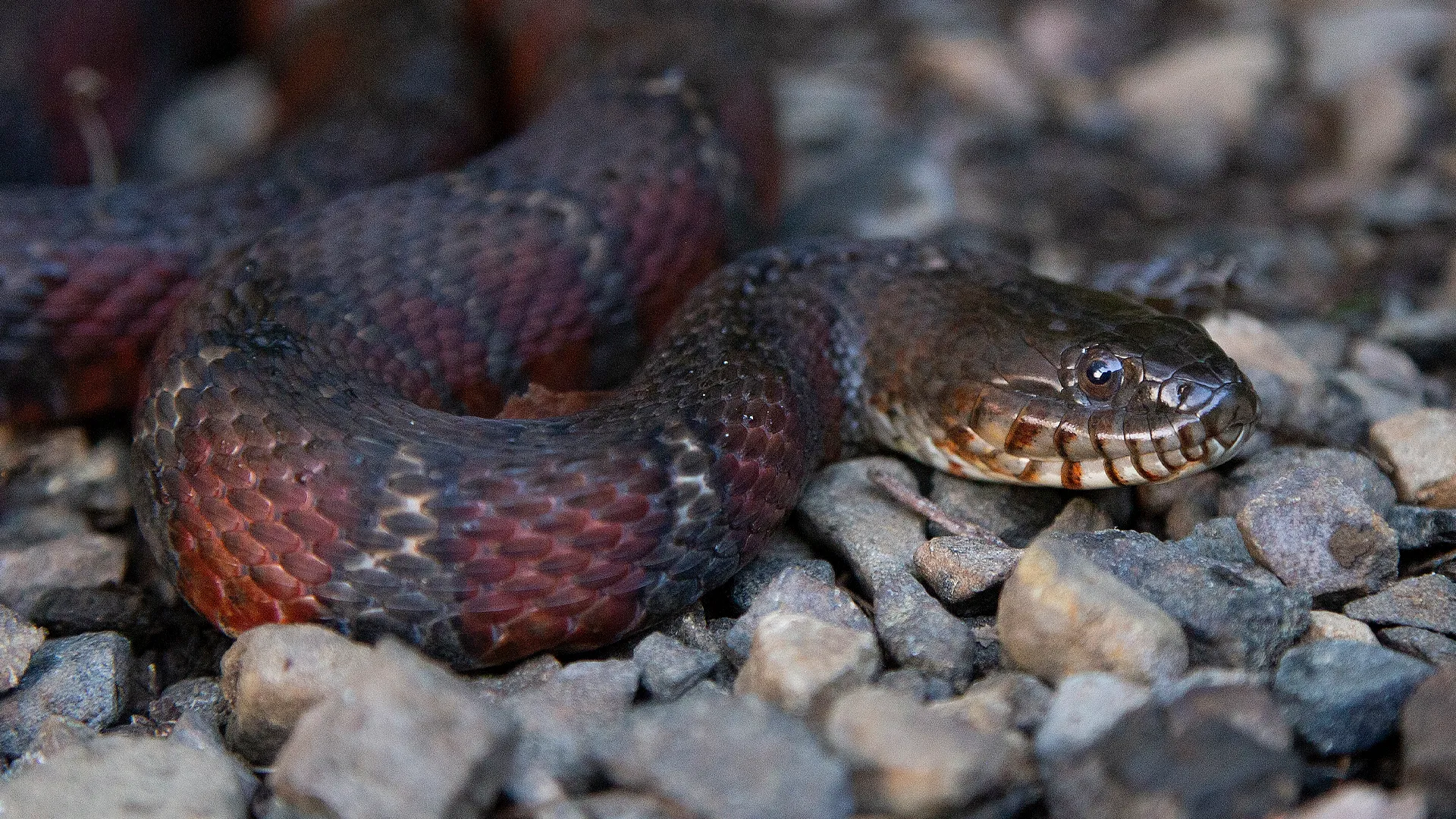 Northern Watersnake