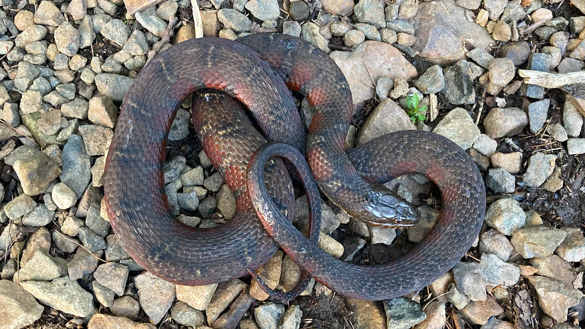 Northern Watersnake