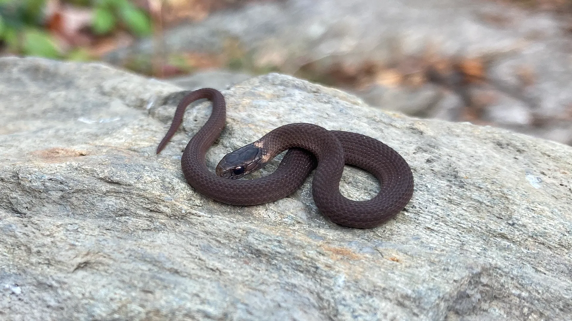 Northern Redbelly Snake