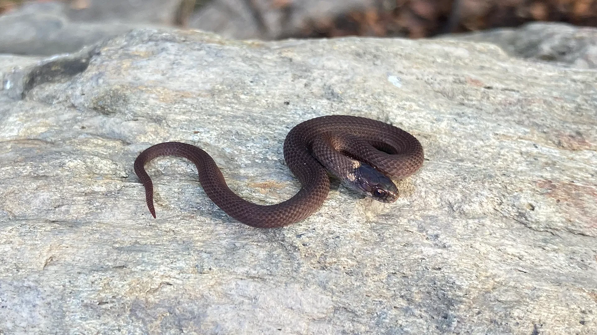 Northern Redbelly Snake