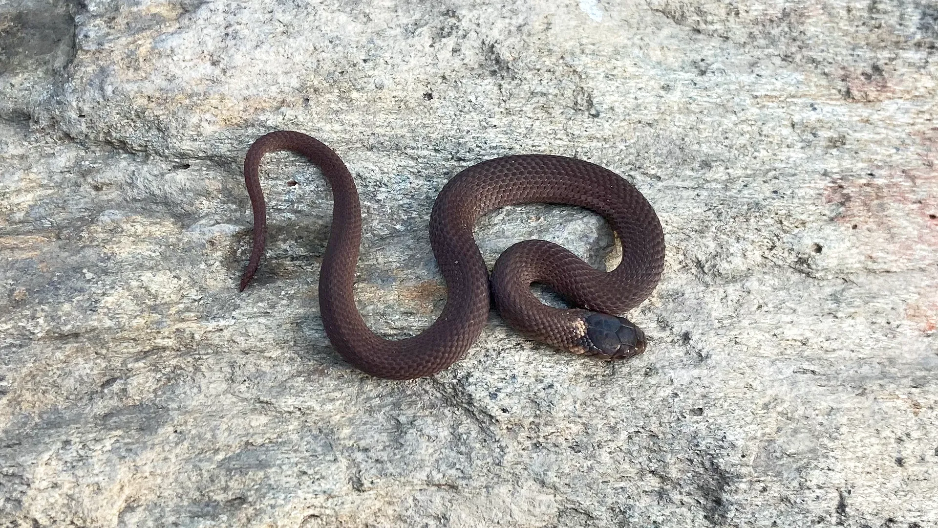 Northern Redbelly Snake