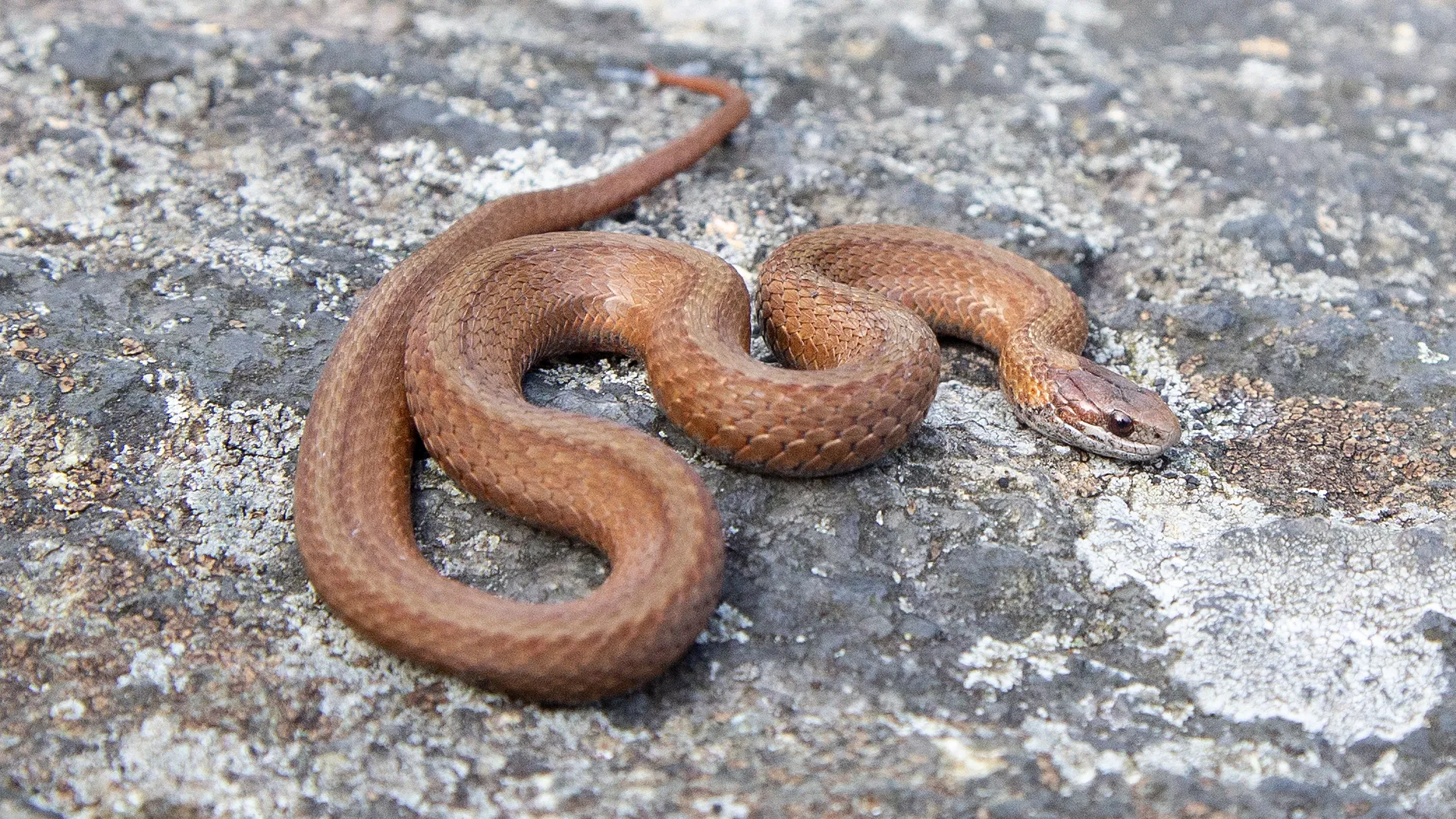Northern Redbelly Snake