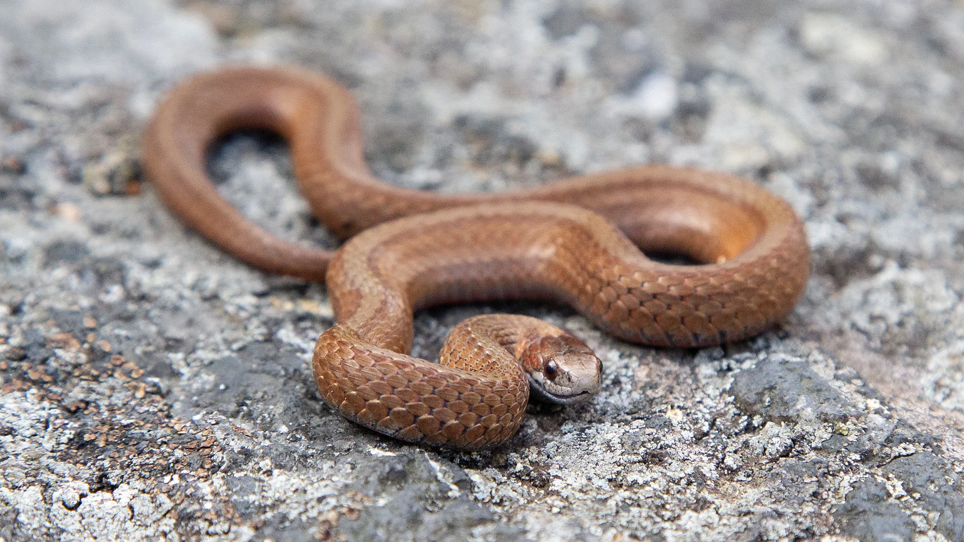 Northern Redbelly Snake