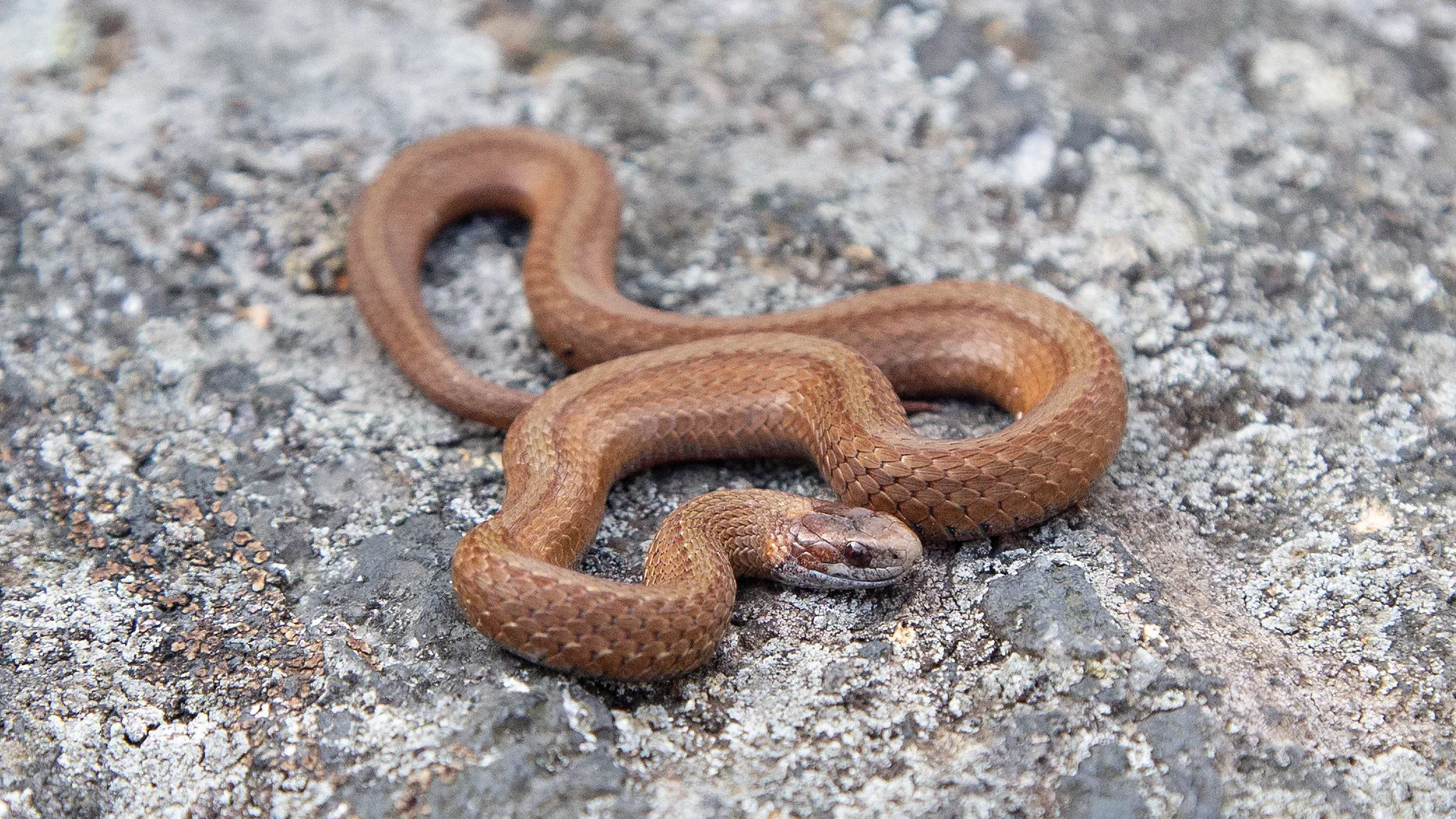 Northern Redbelly Snake