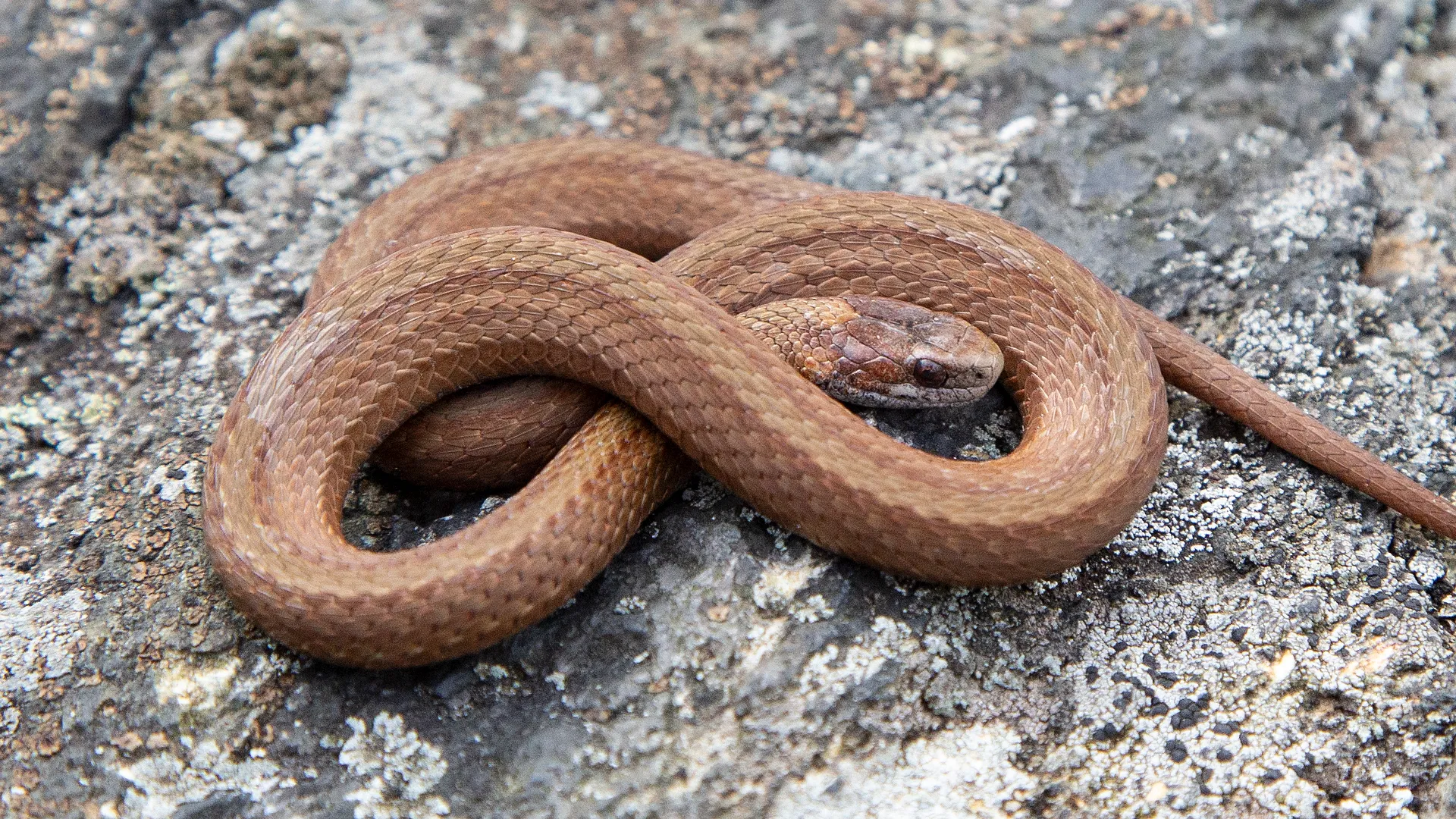 Northern Redbelly Snake