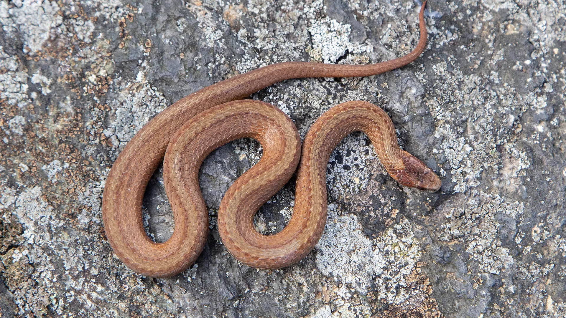 Northern Redbelly Snake