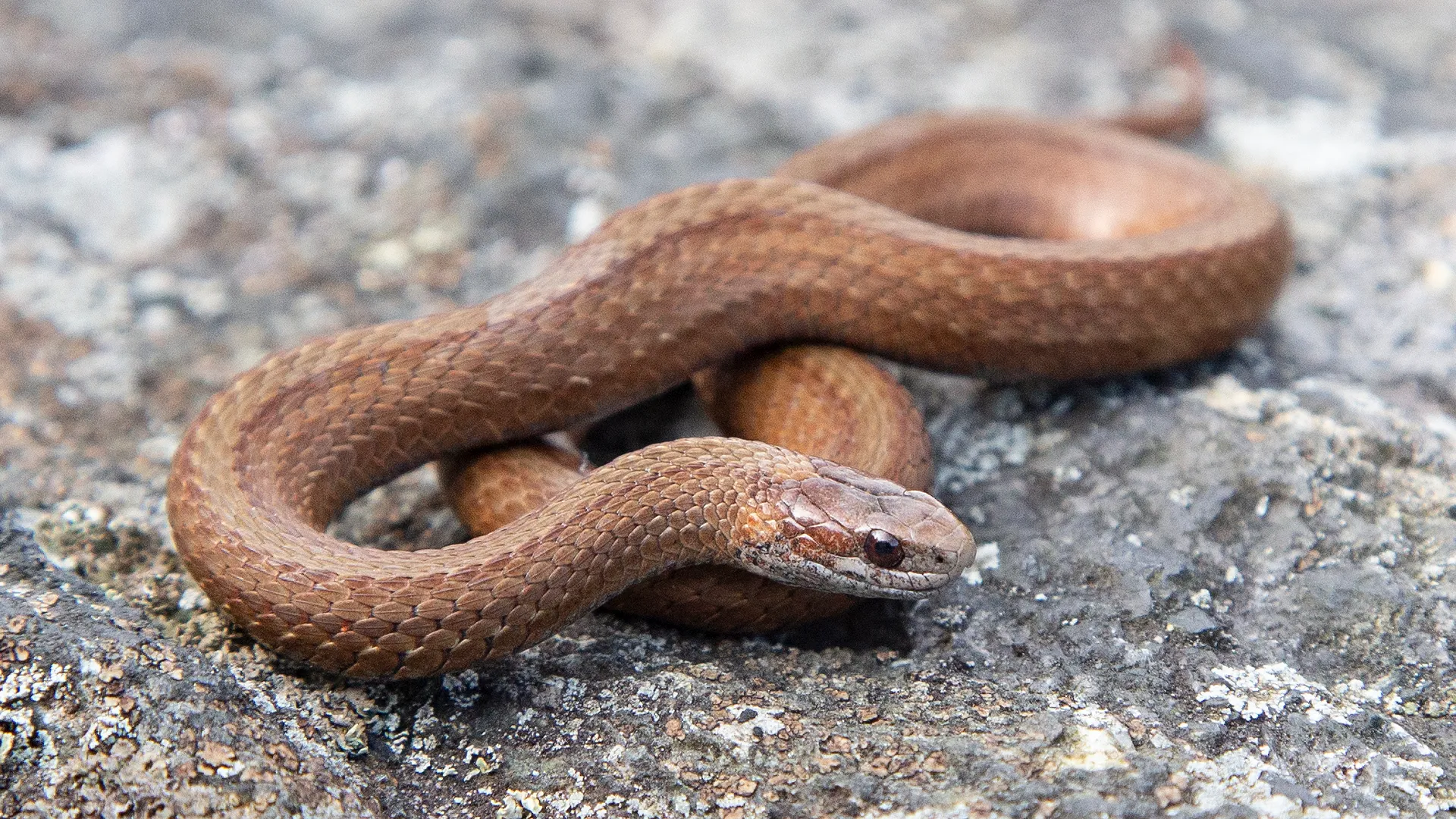 Northern Redbelly Snake