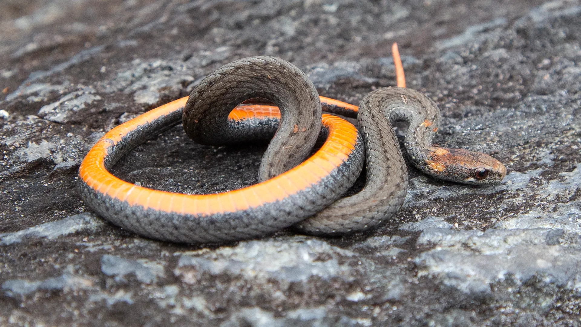 Northern Redbelly Snake