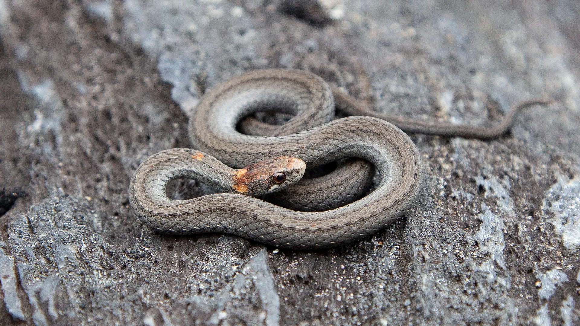 Northern Redbelly Snake