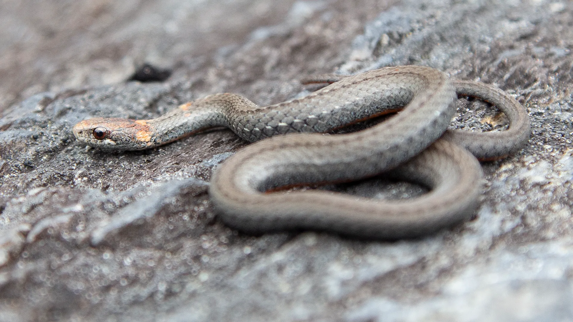 Northern Redbelly Snake