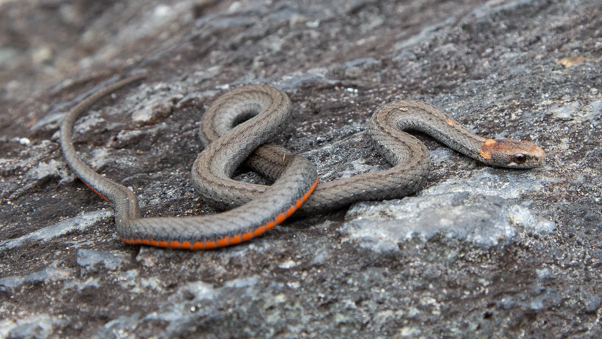 Northern Redbelly Snake