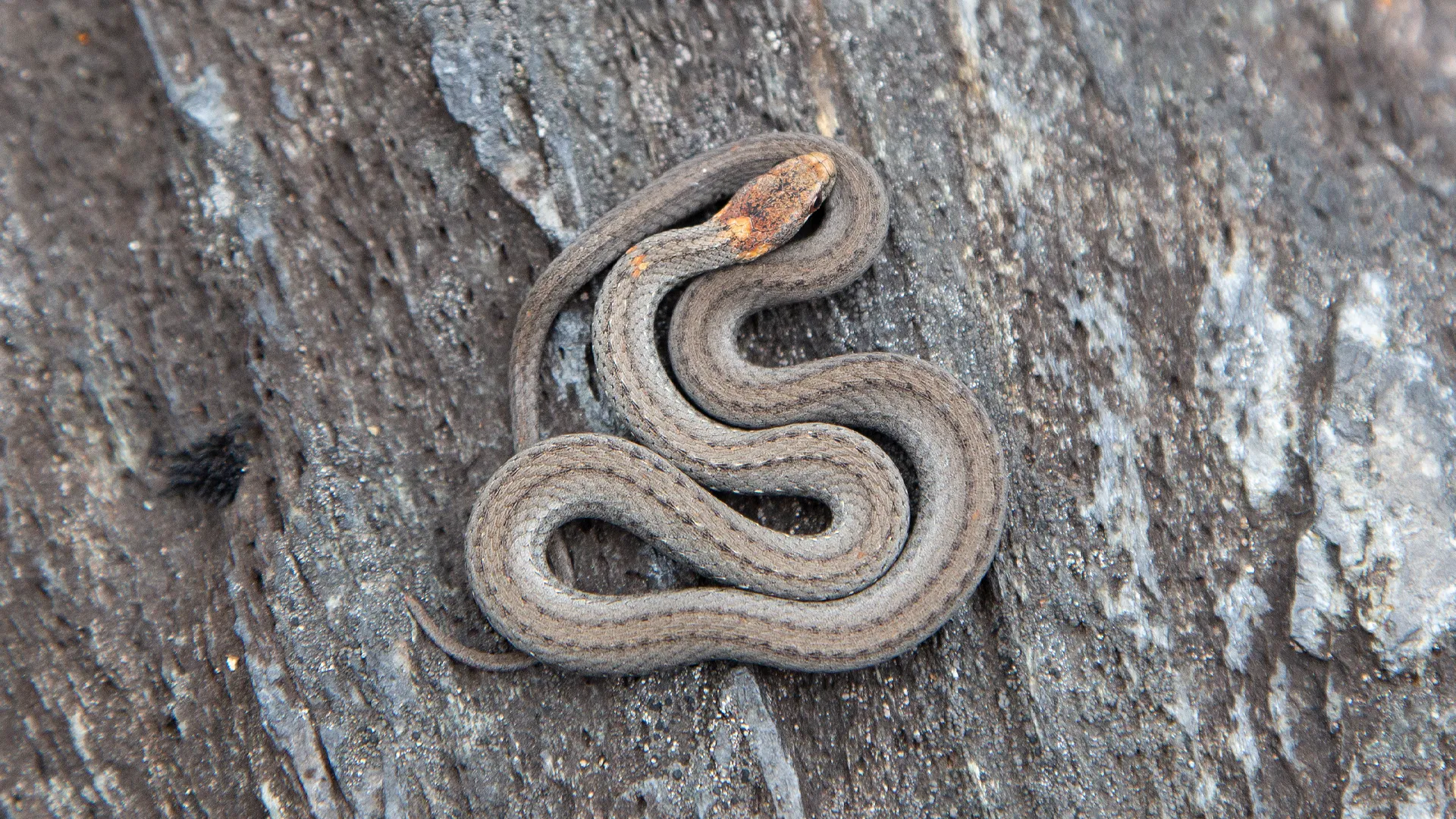 Northern Redbelly Snake