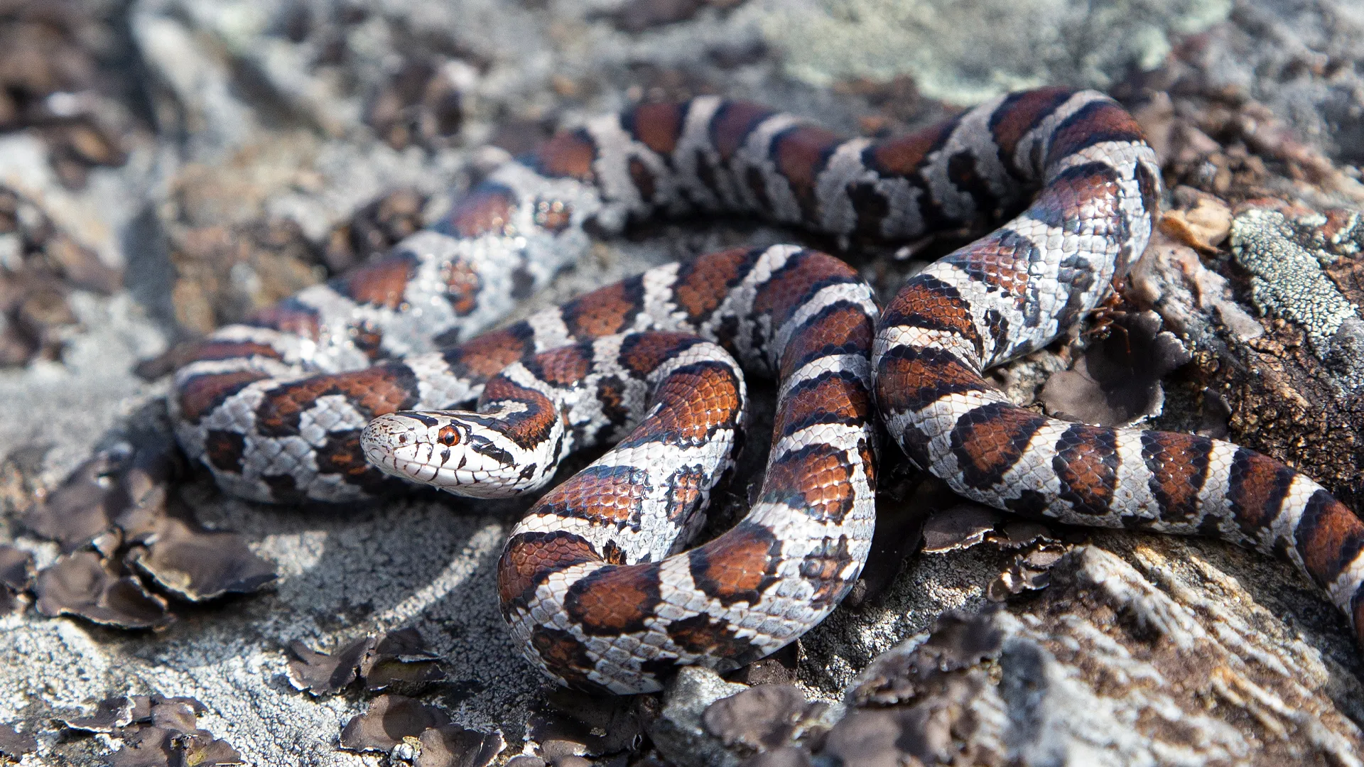 Eastern Milk Snake