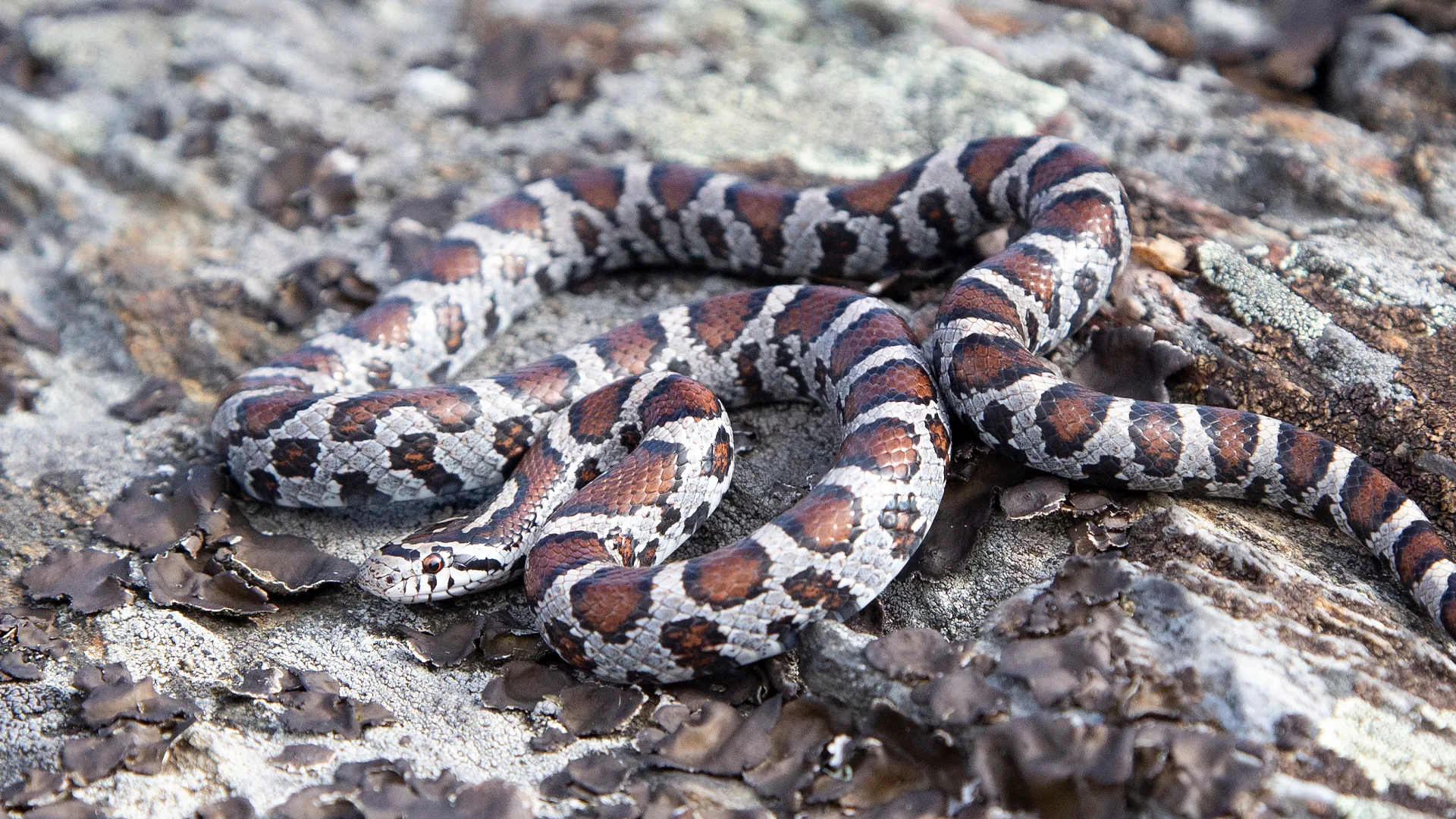 Eastern Milk Snake