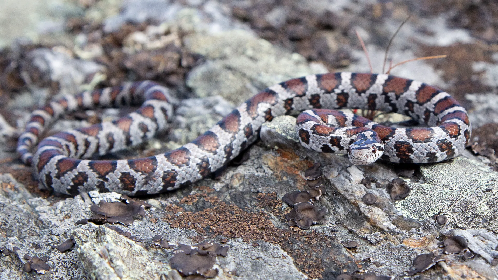Eastern Milk Snake