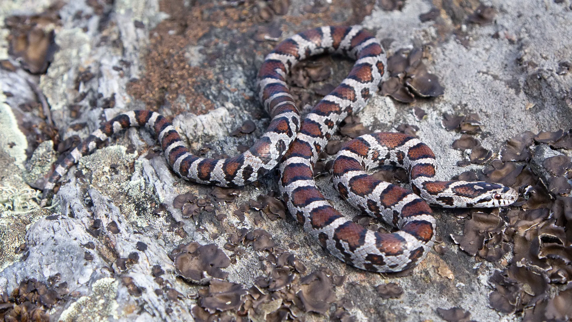 Eastern Milk Snake