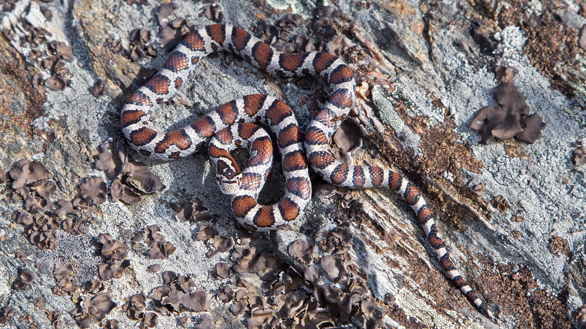 Eastern Milk Snake