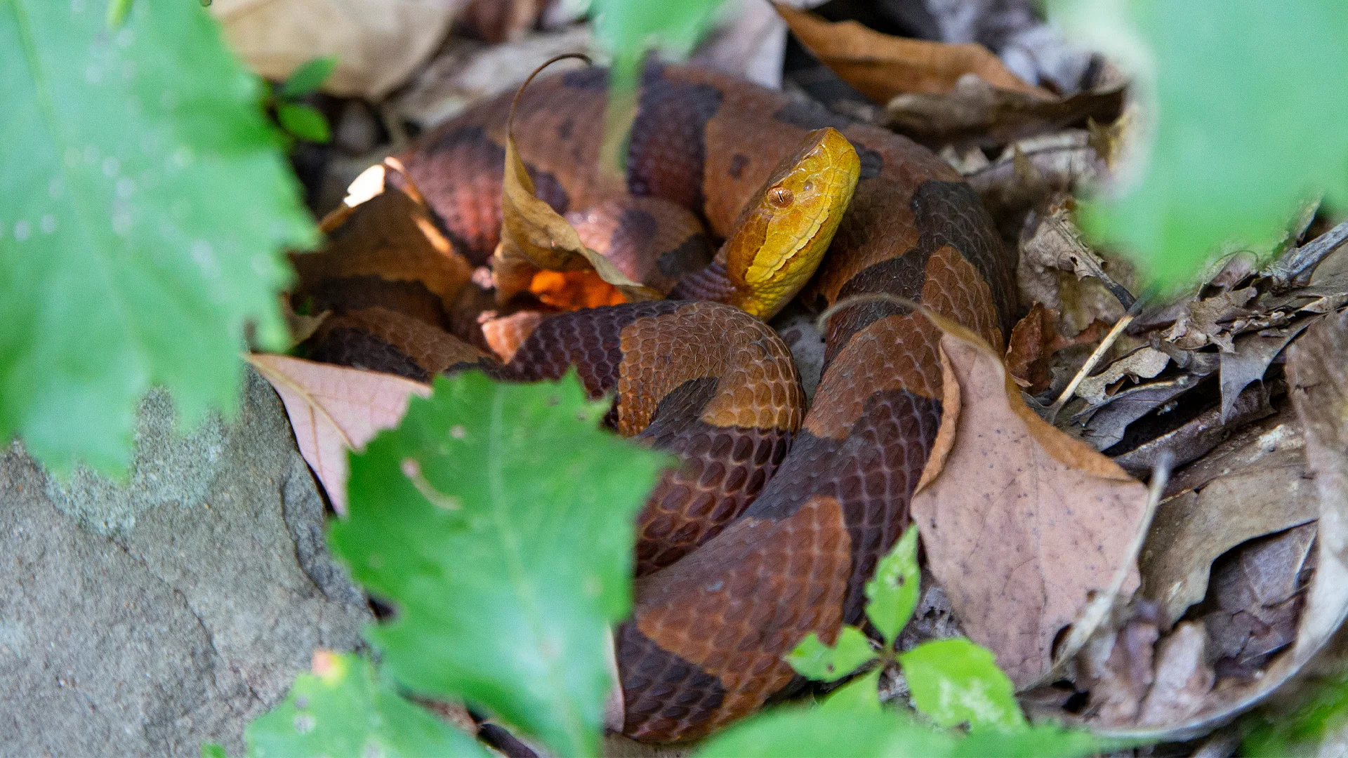 Eastern Copperhead