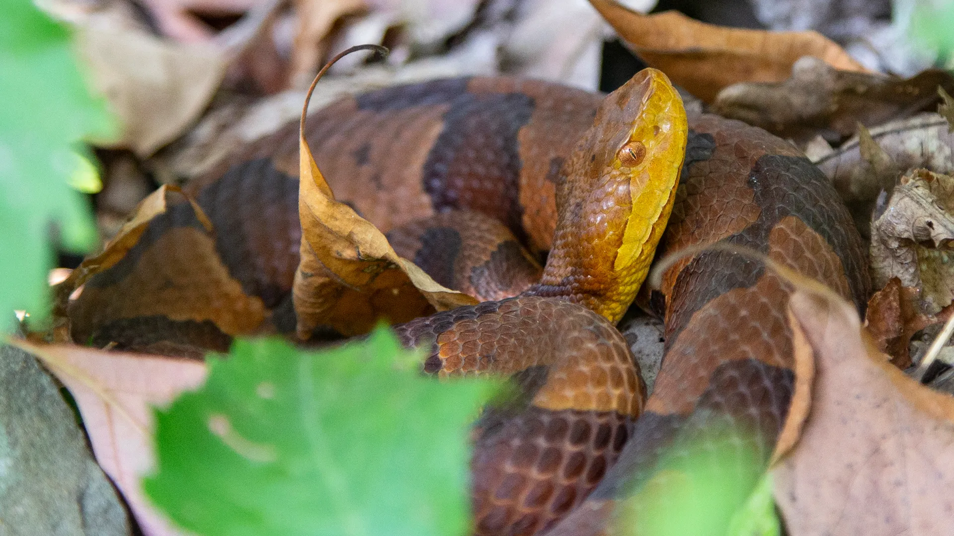 Eastern Copperhead