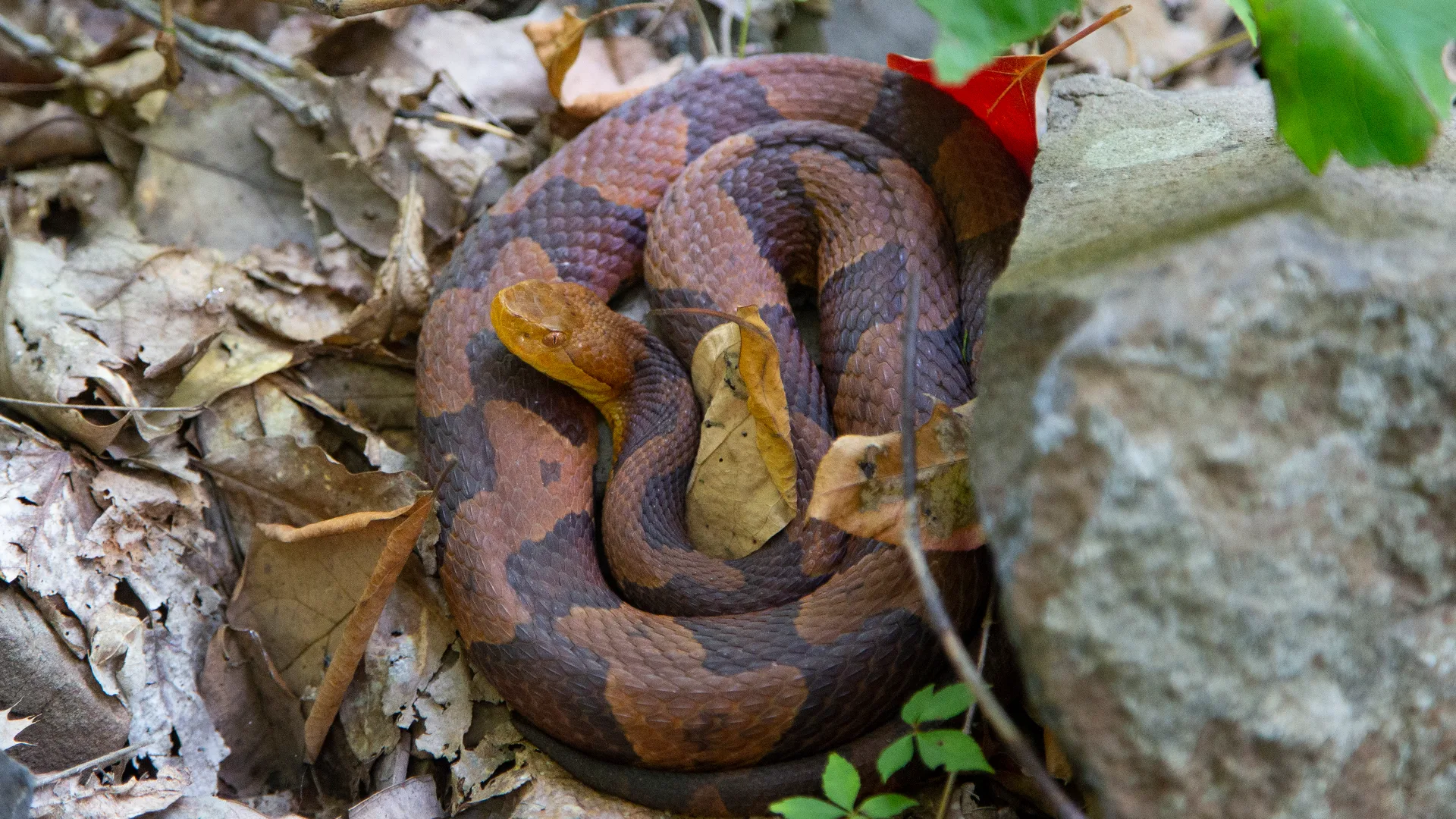 Eastern Copperhead