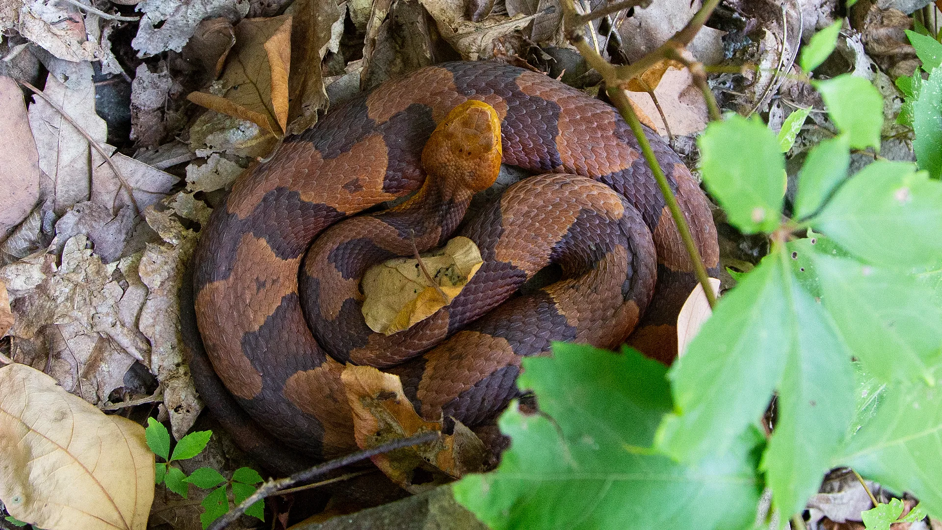 Eastern Copperhead